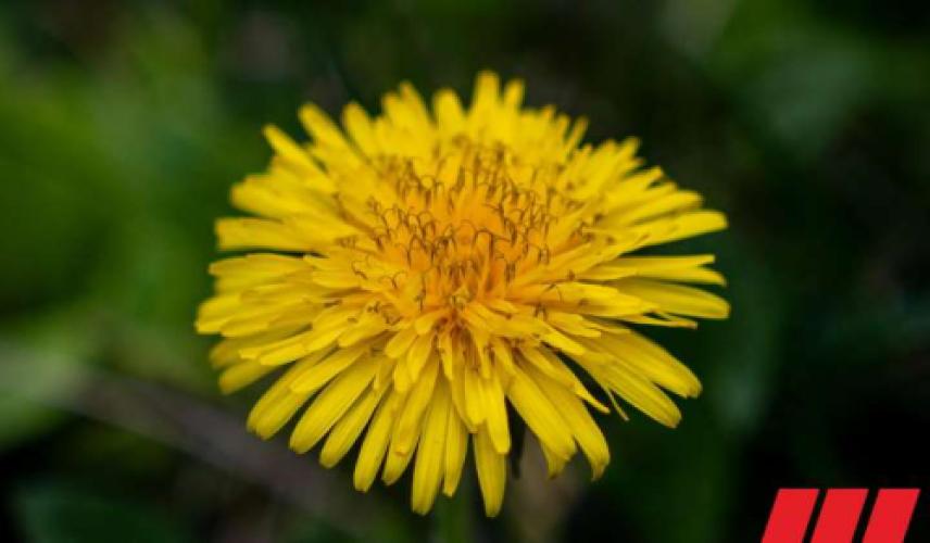Continental creates a tire made from dandelion